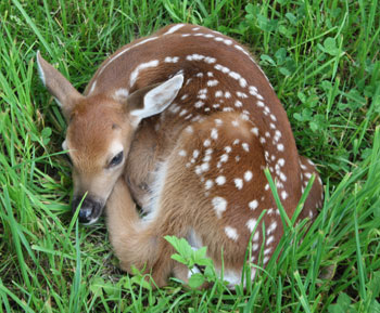 Fawn